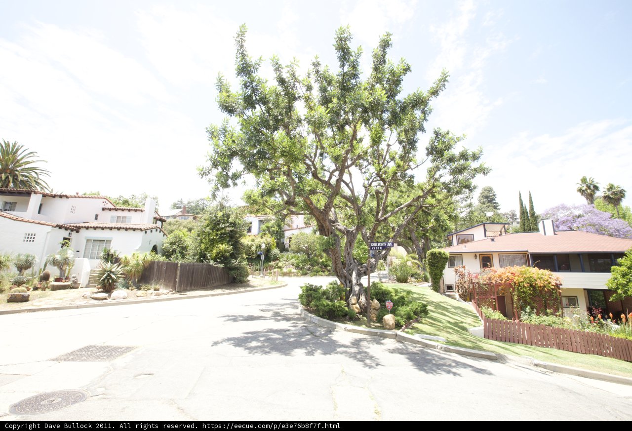 A Serene Boulevard in the Heart of the Neighborhood