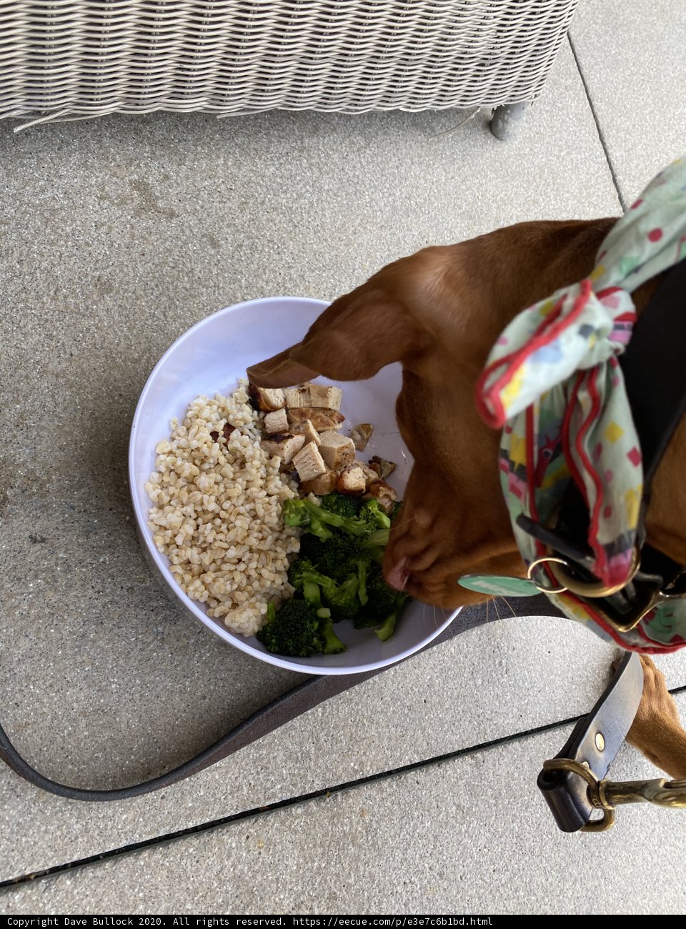 Hungry Pup