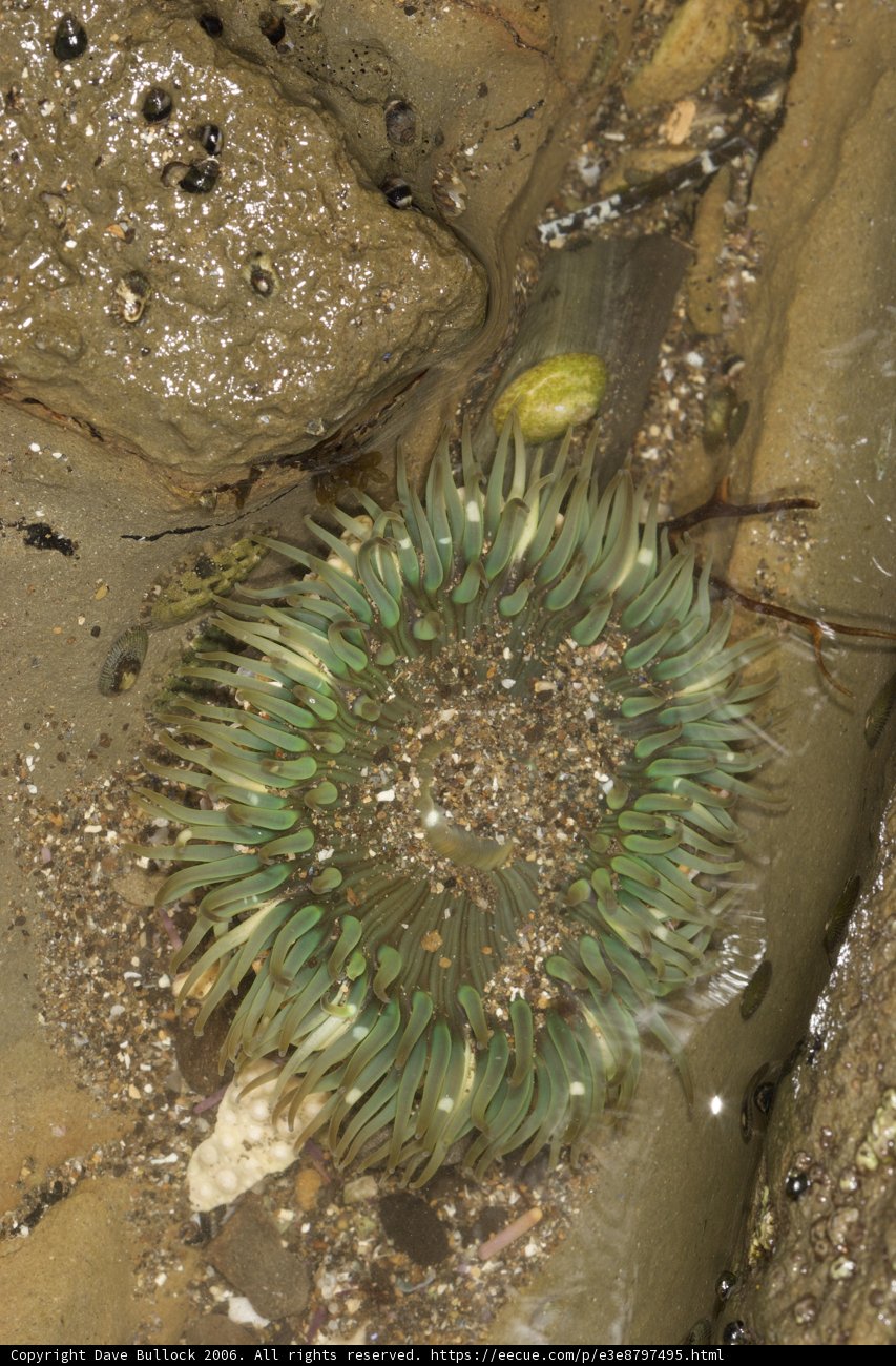 Green Beauty amidst the Rocks