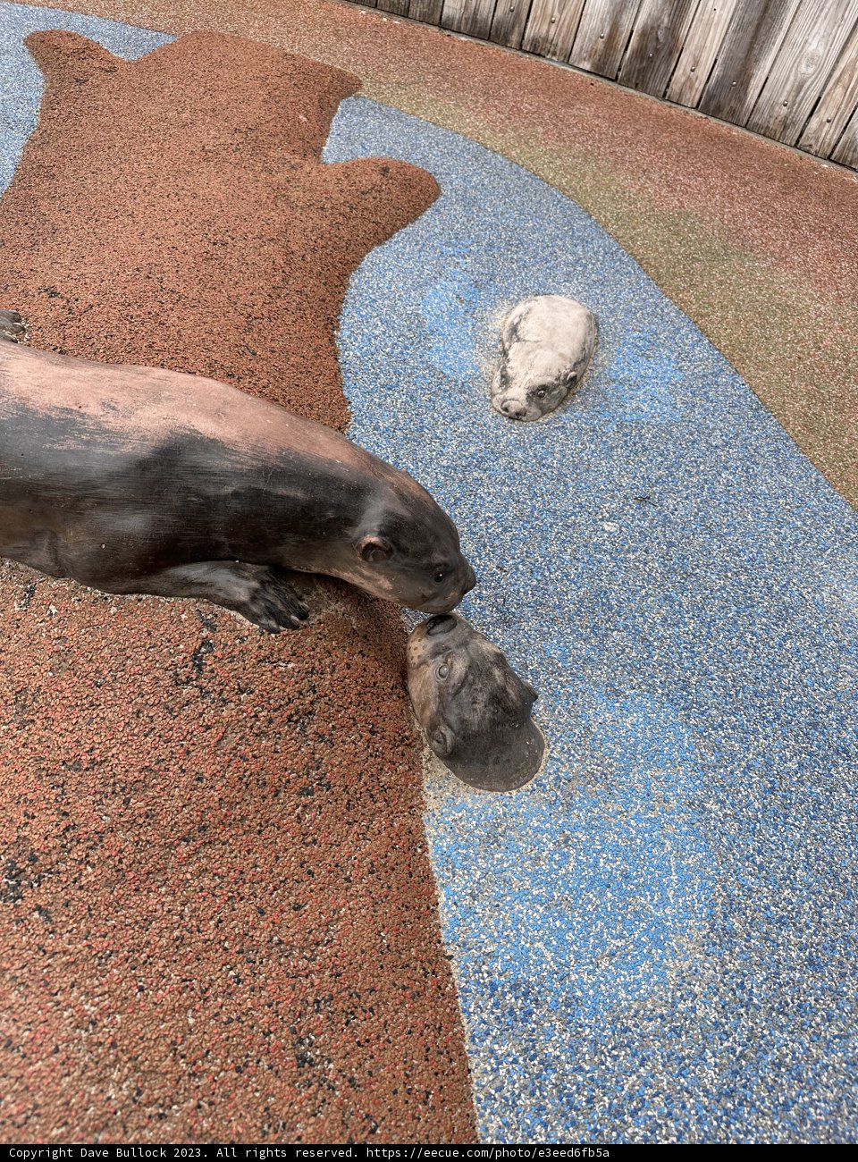 Playful Interactions at the Zoo