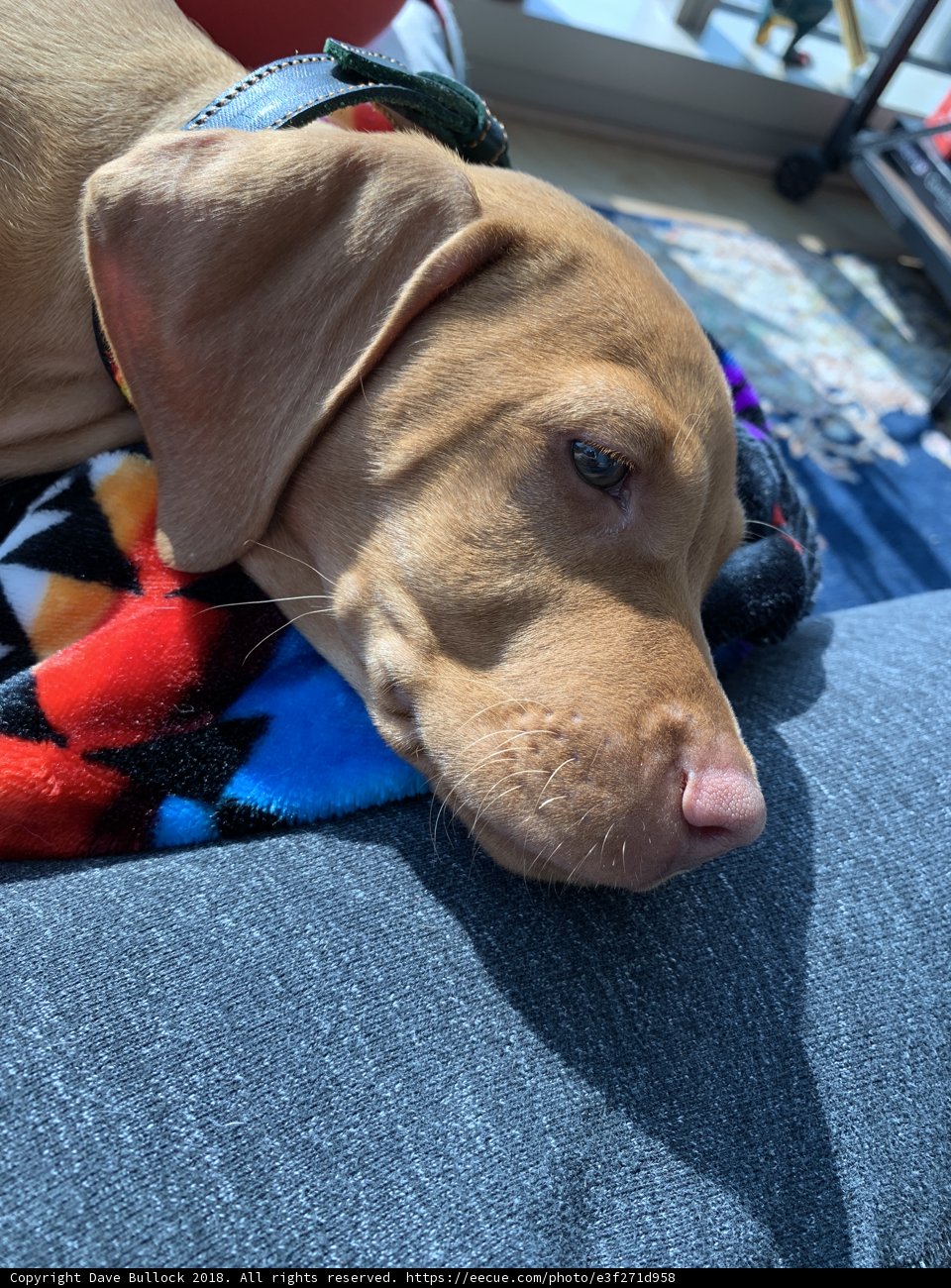 Lazy Sunday with the Hound