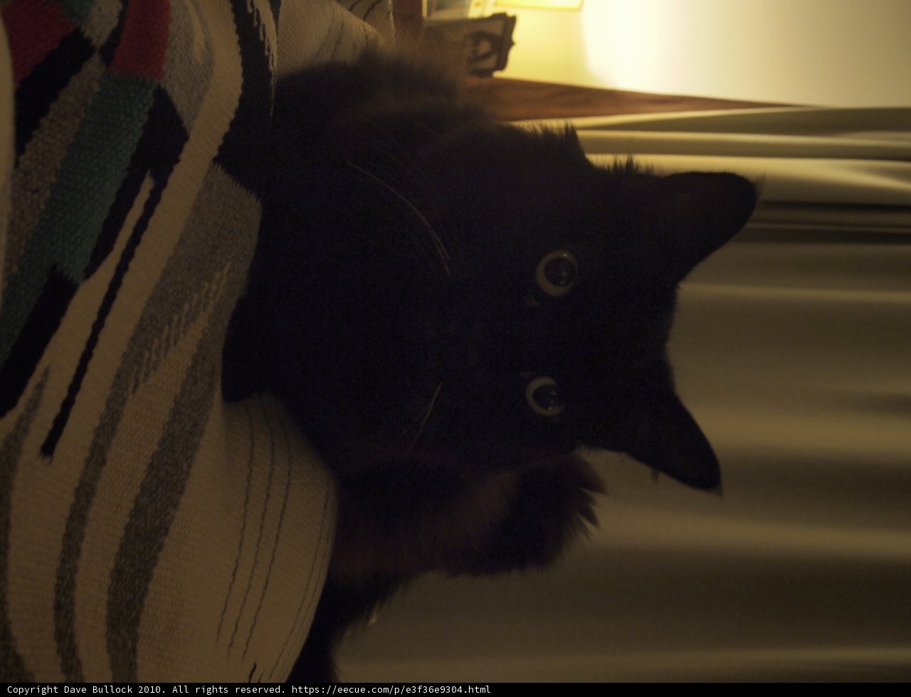 Cozy Companion