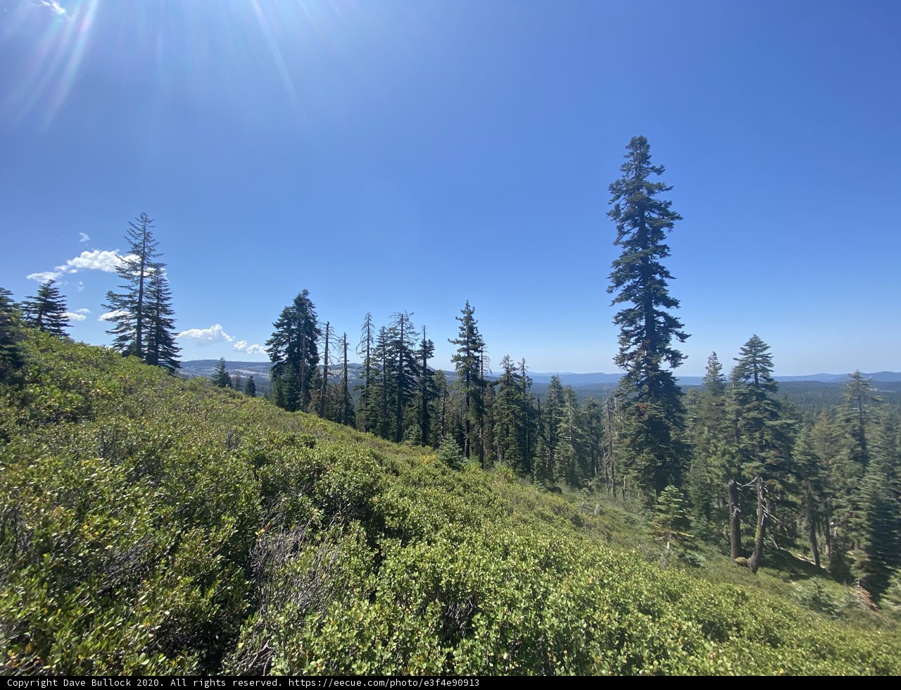 Majestic View of the Evergreens and Mountains