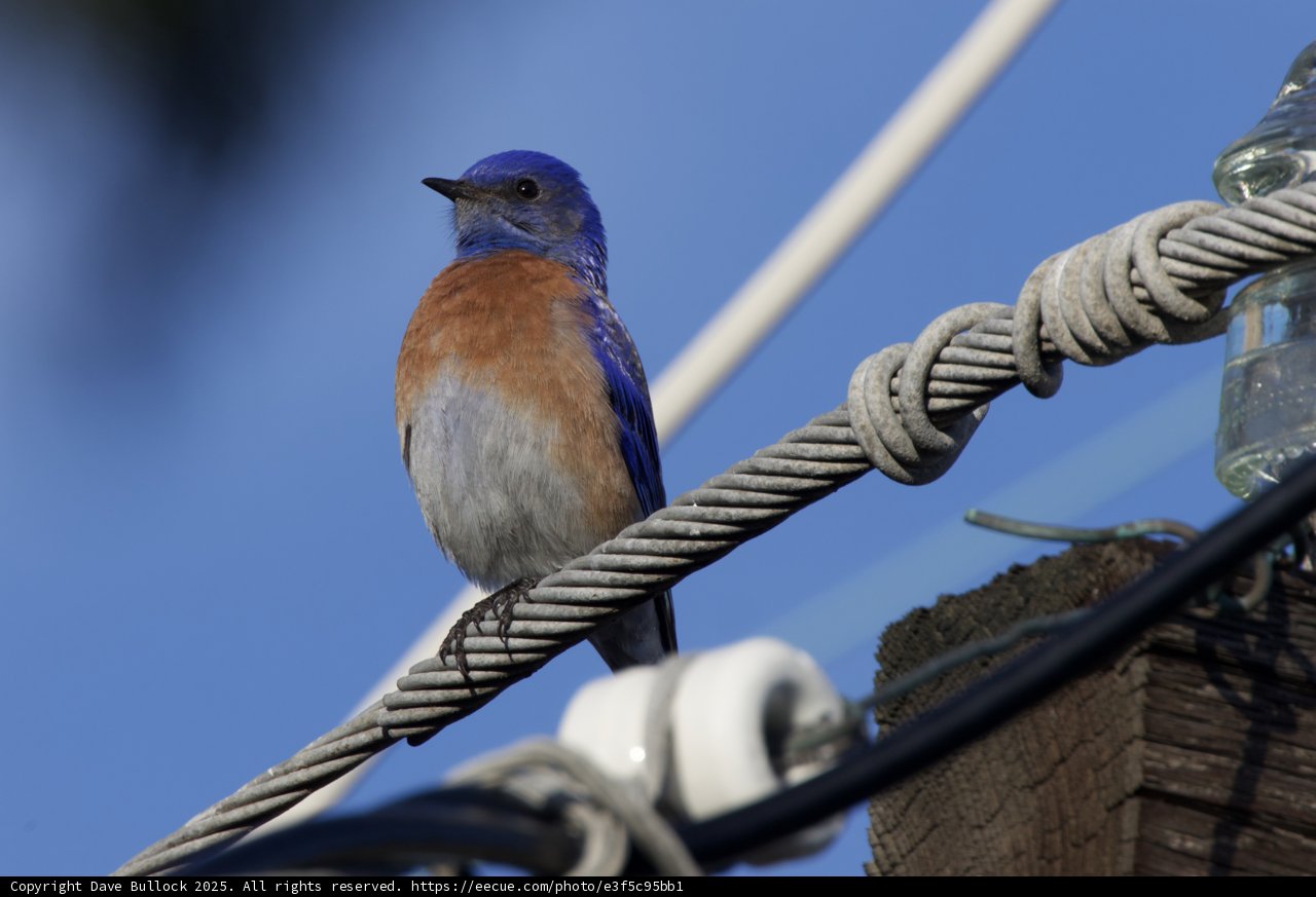 Perched Elegance
