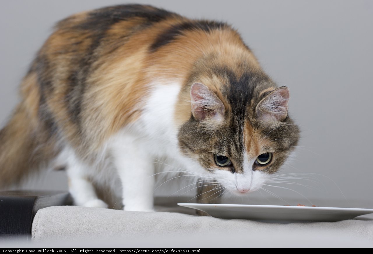 Dinner time for a Manx Cat