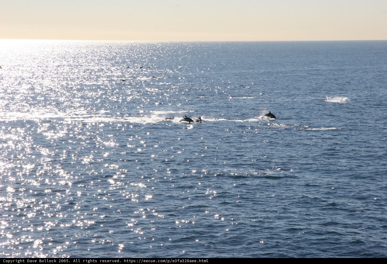 Pod of Dolphins Leaping in the Sea