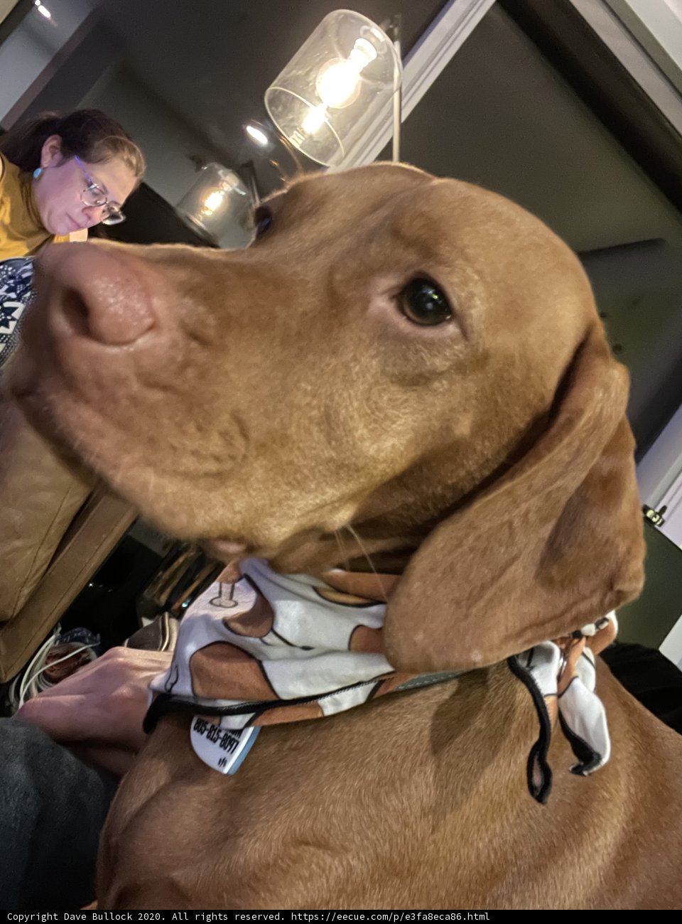 Stylish Vizsla with a Bandana