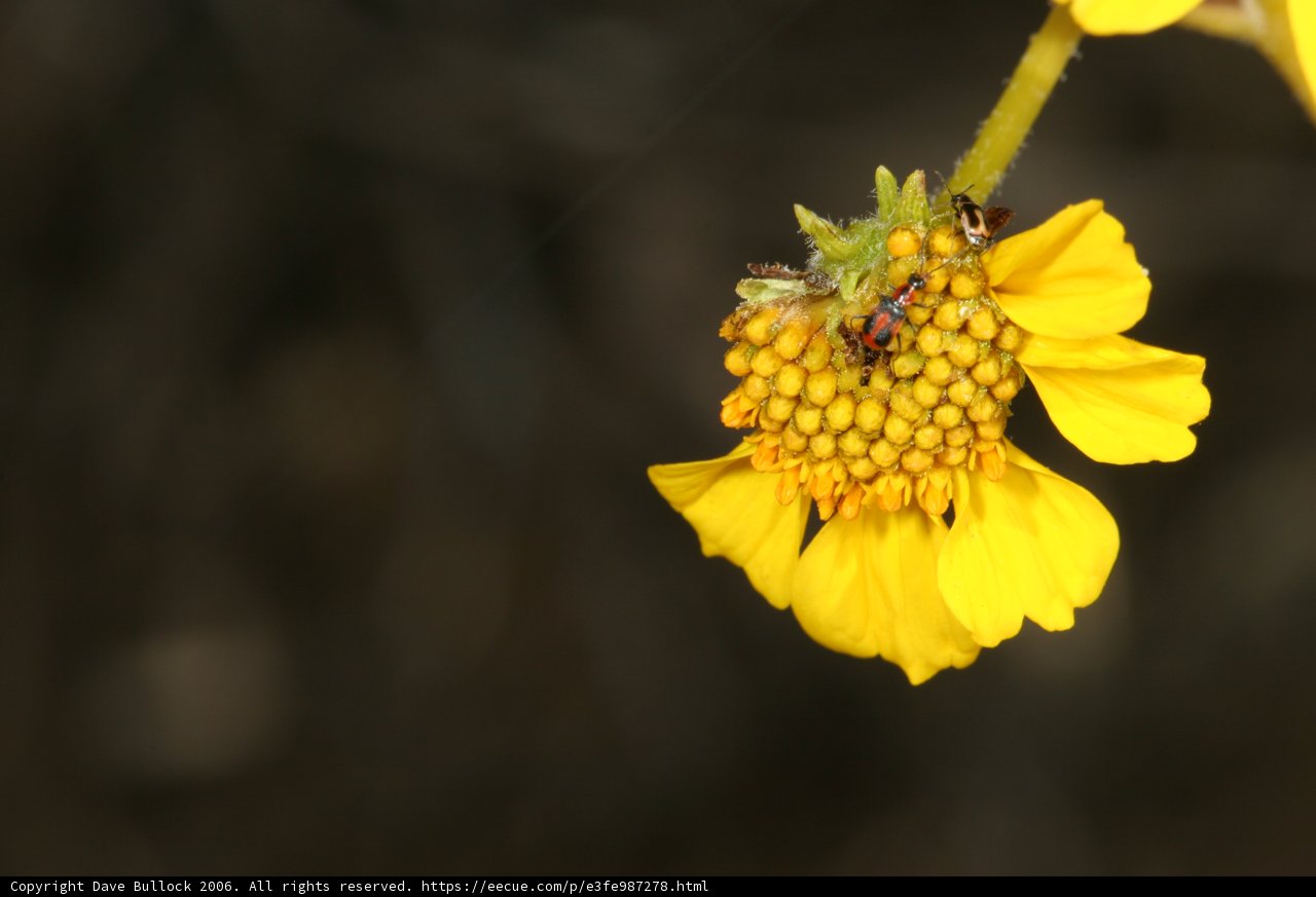 Busy Bee on a Sunny Daisy