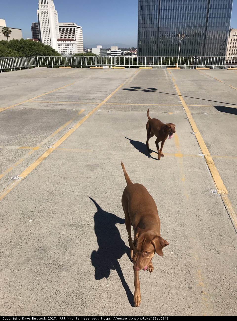 Running Canine Duo
