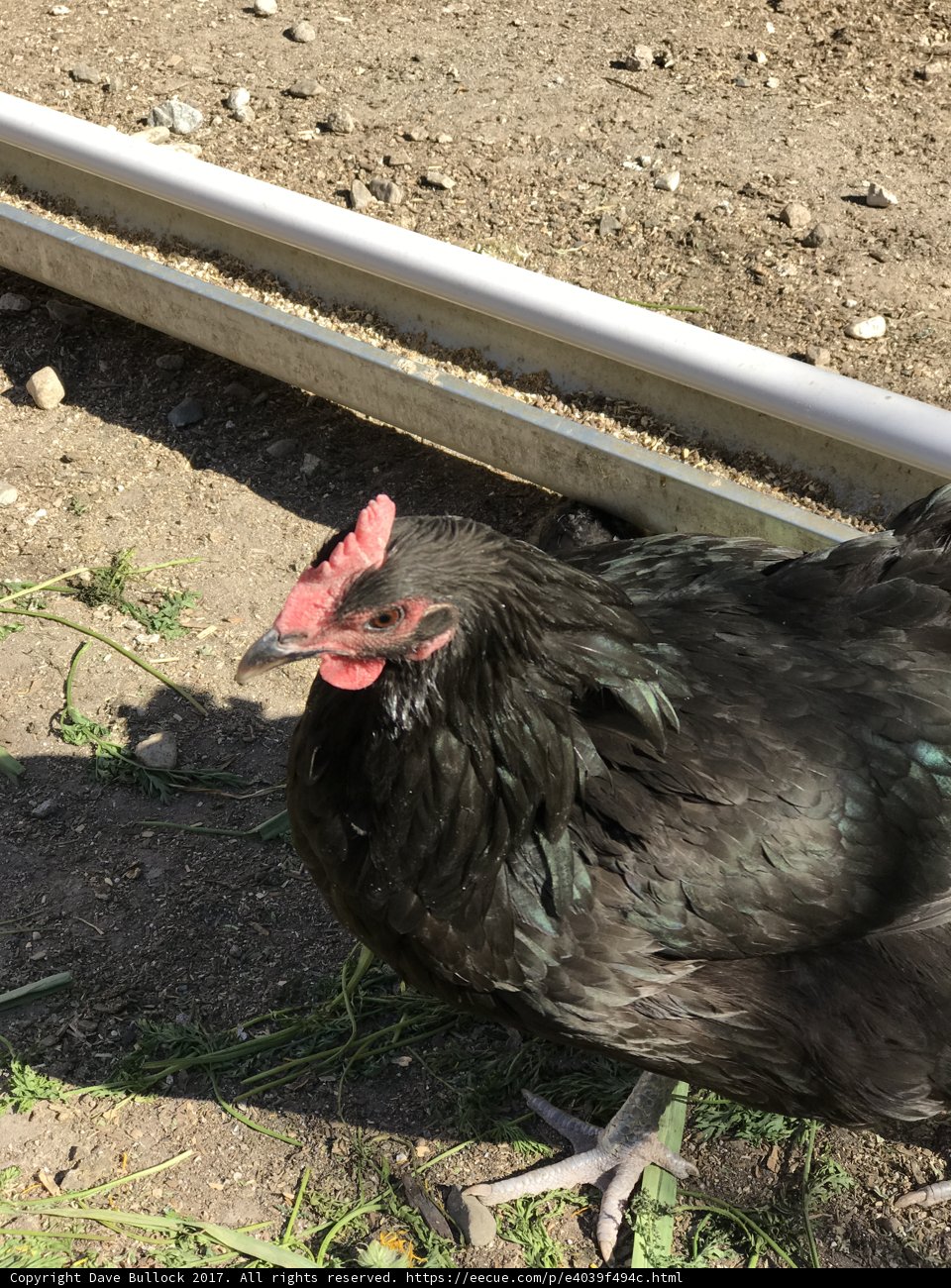 Black Chicken on the Loose