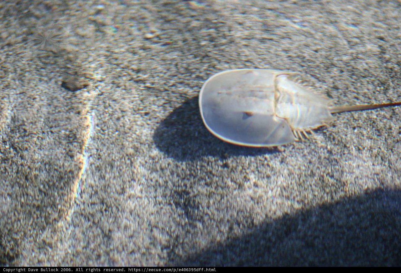 Delicate Jellyfish on the Sand