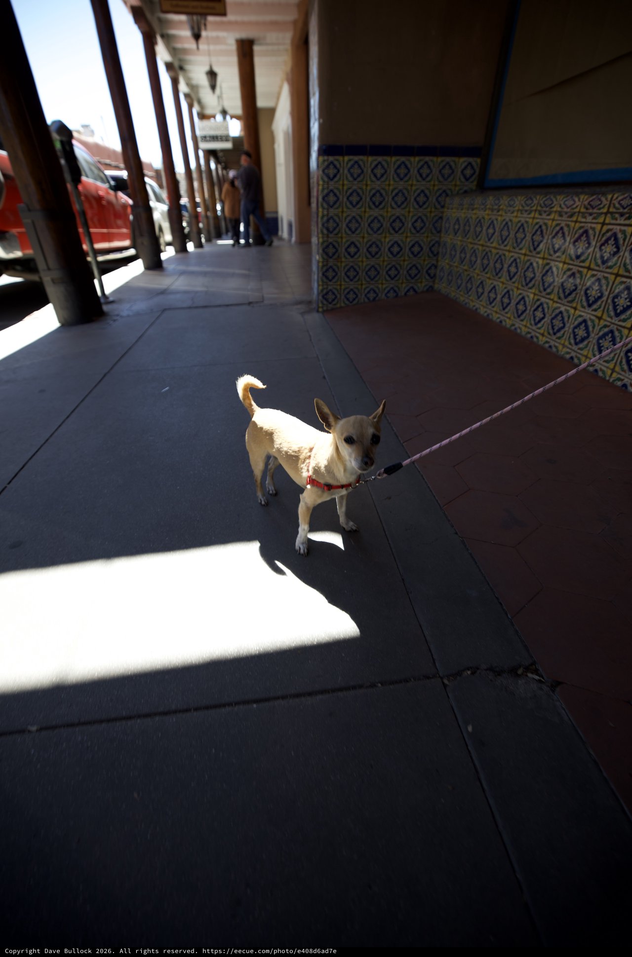 Small Dog on Sunlit Covered Walkway in Santa Fe