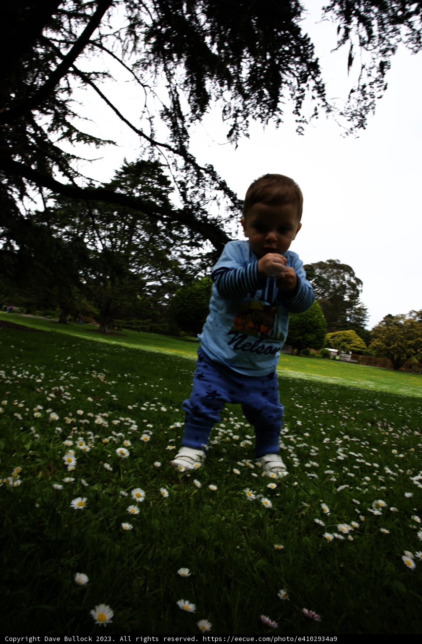 Daisy Wonderland: A Baby's Adventure