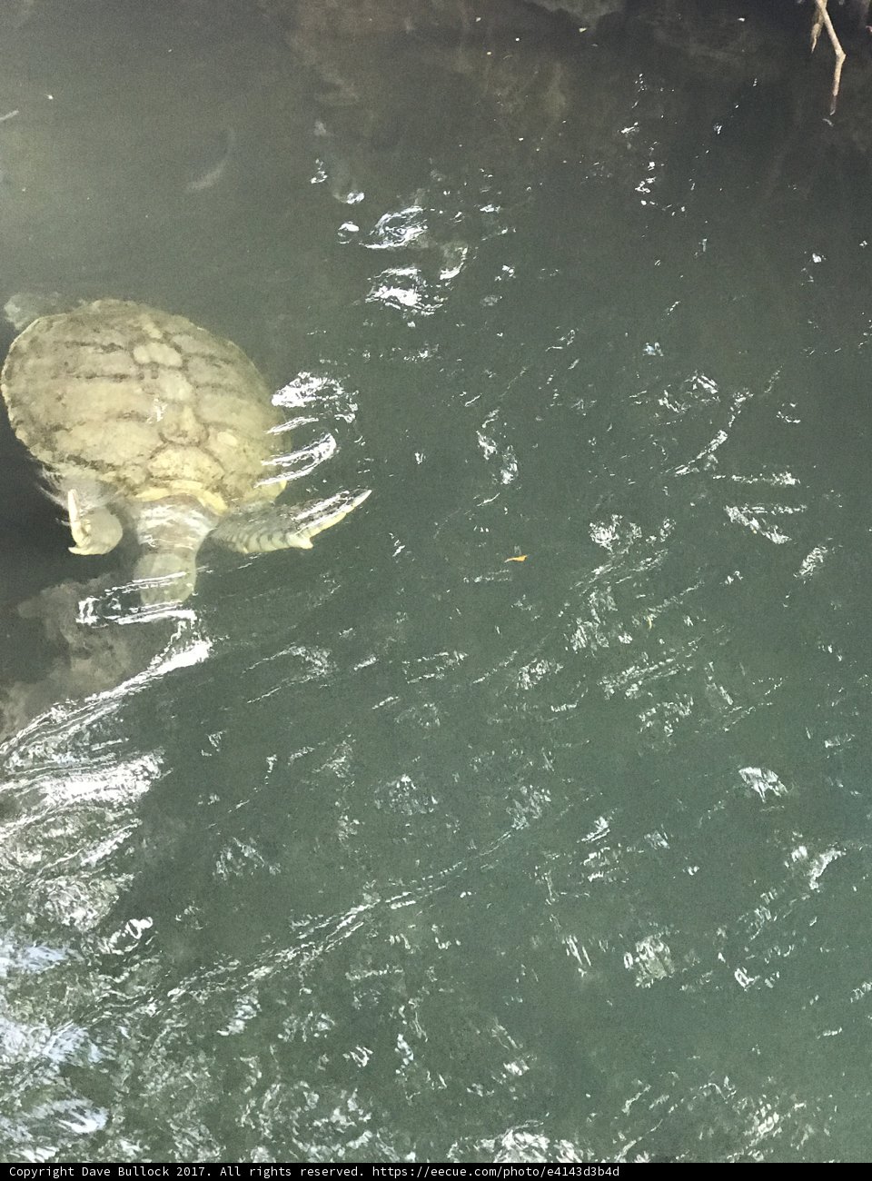 River Turtle