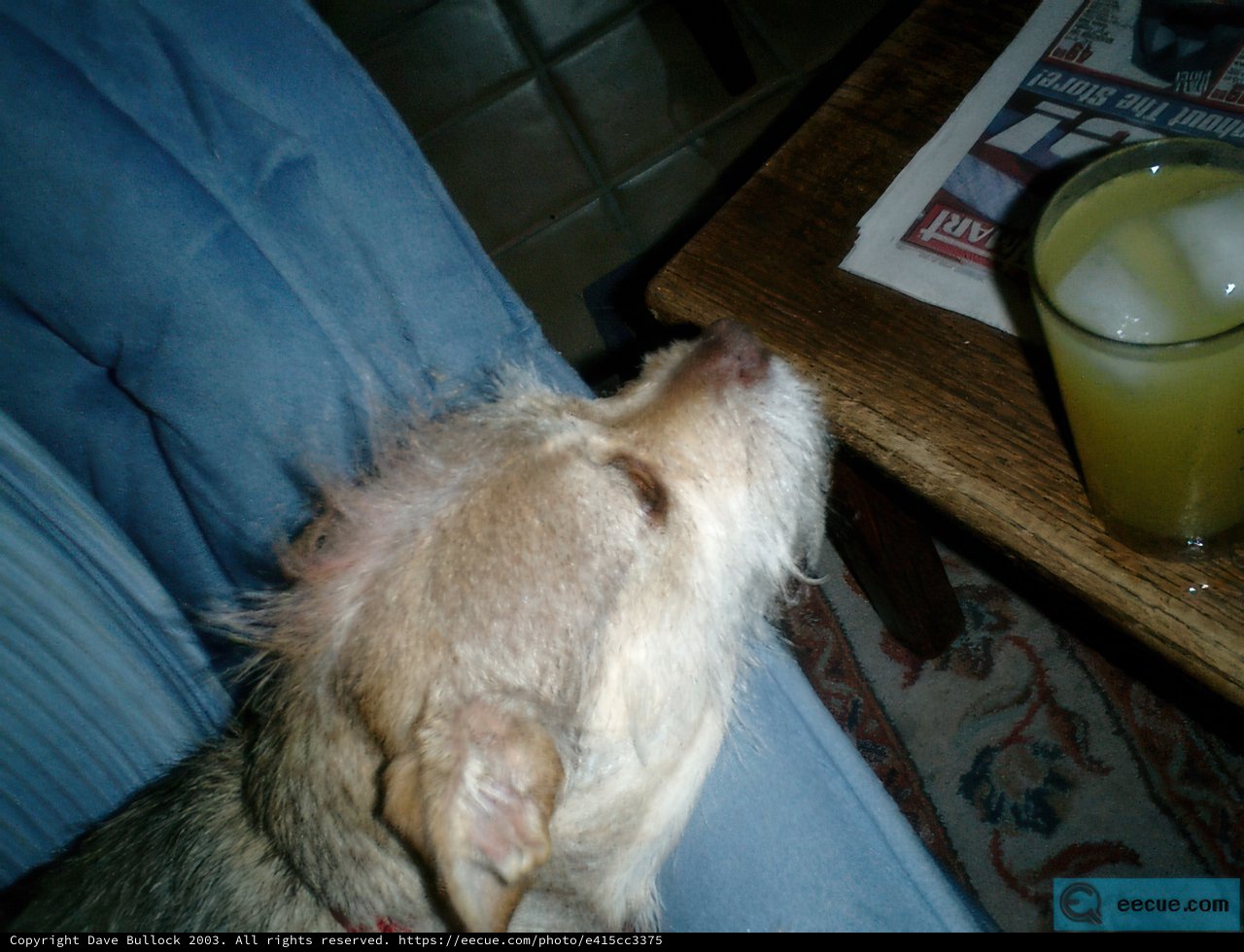 Fido Takes a Break