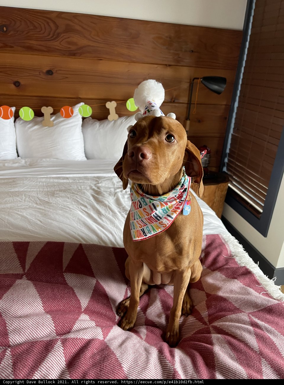 Posh Pooch on Plush Bed
