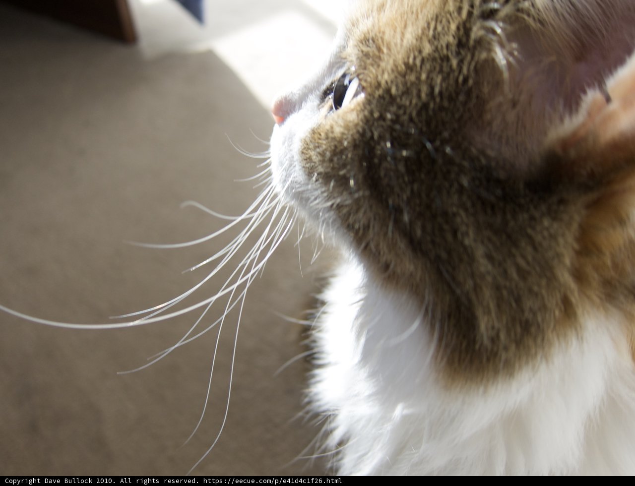 Curious Cat