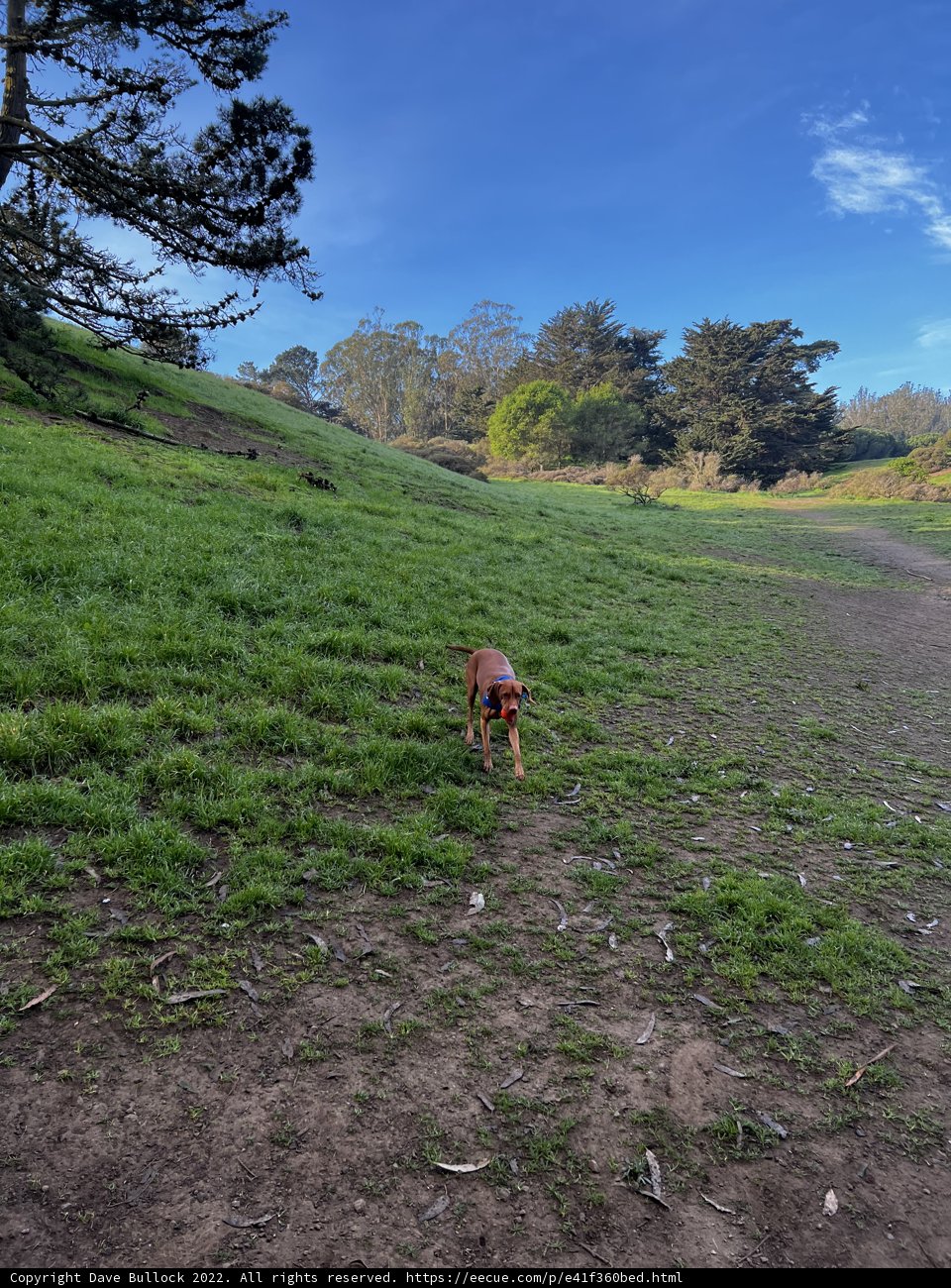 The Serene Canine and the Lonesome Tree