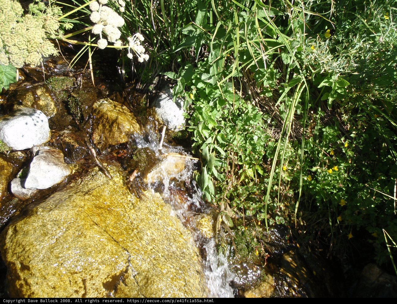 Serene Stream
