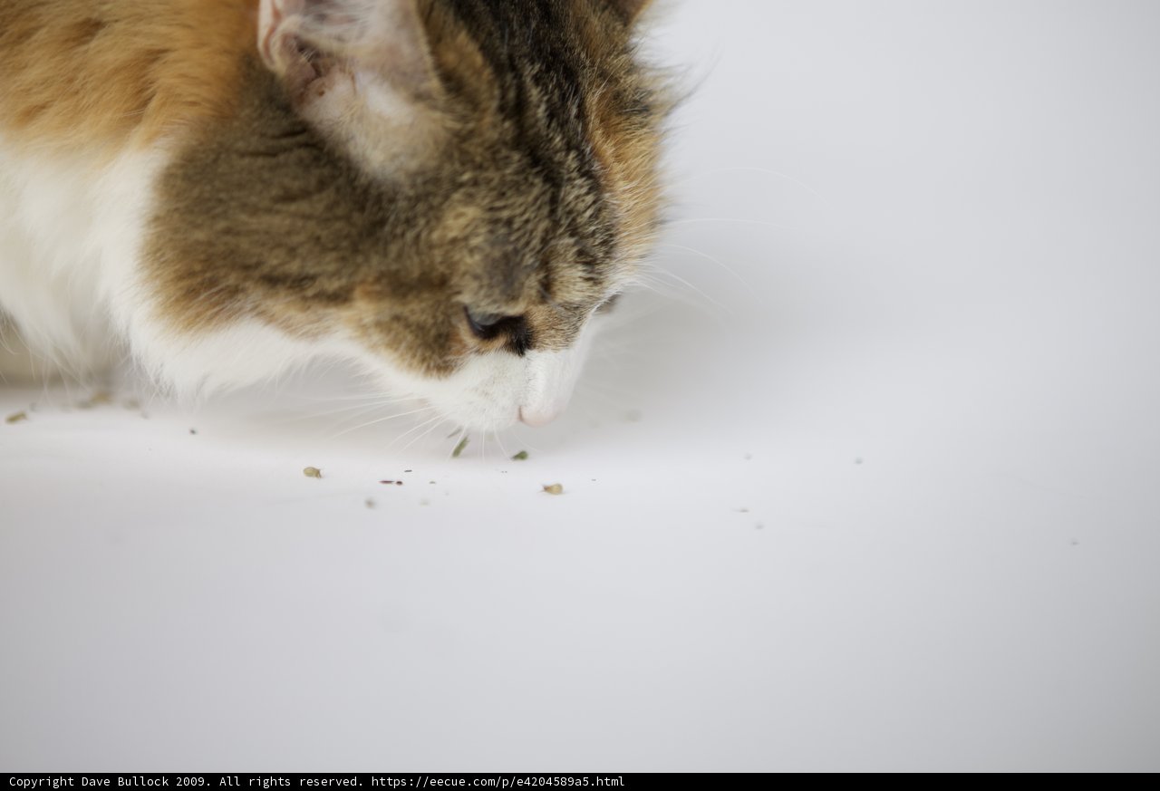 Curious Cat on White Surface