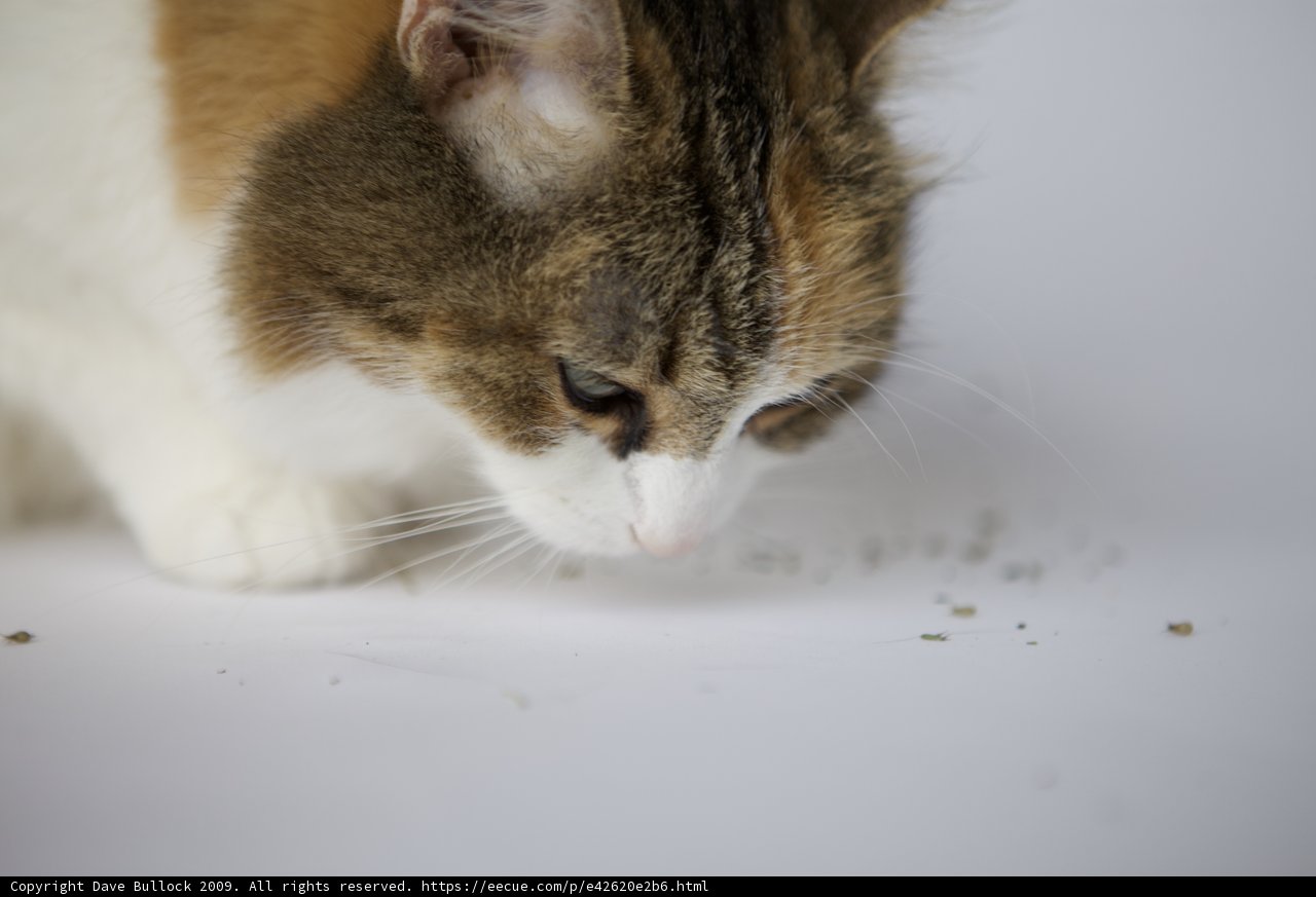 Inquisitive Abyssinian
