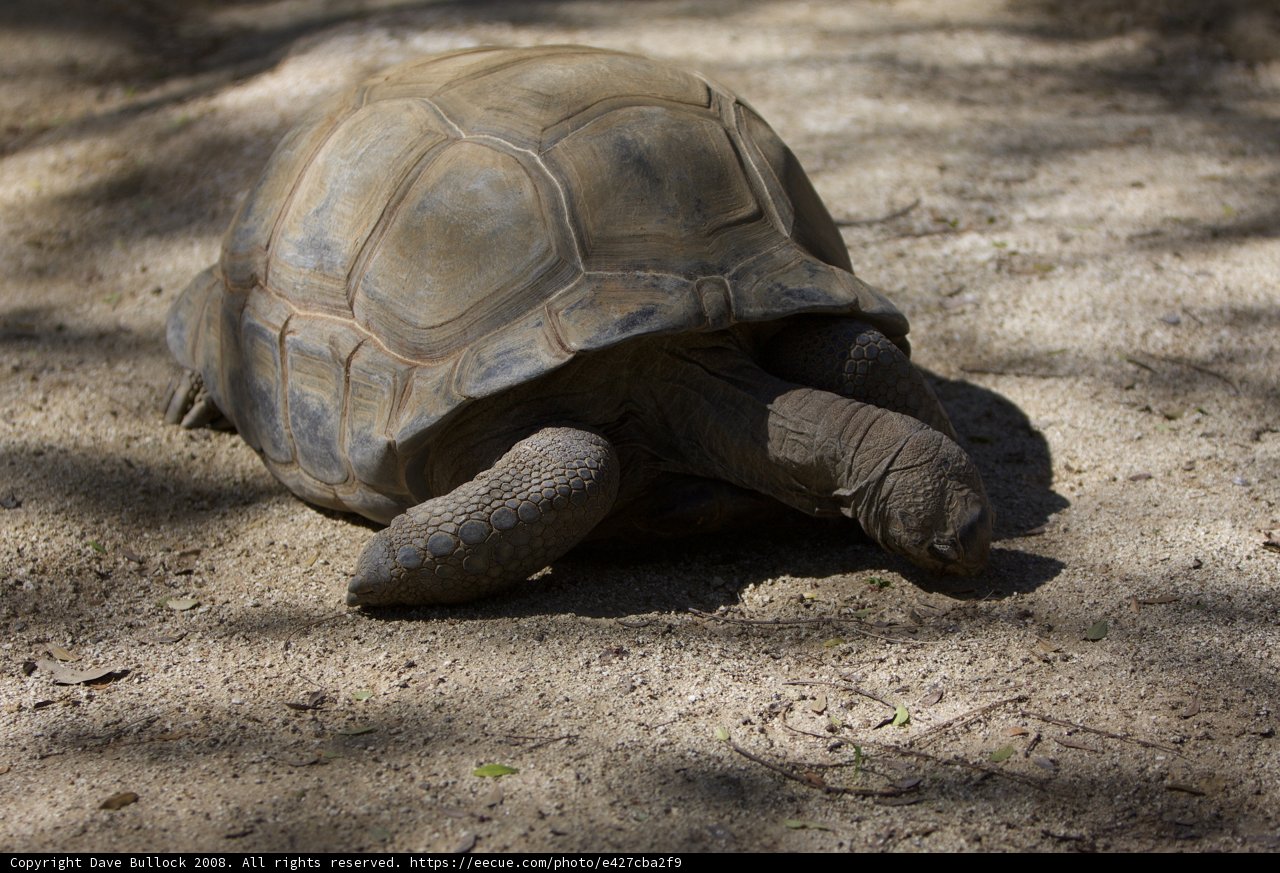 Terrific Turtle