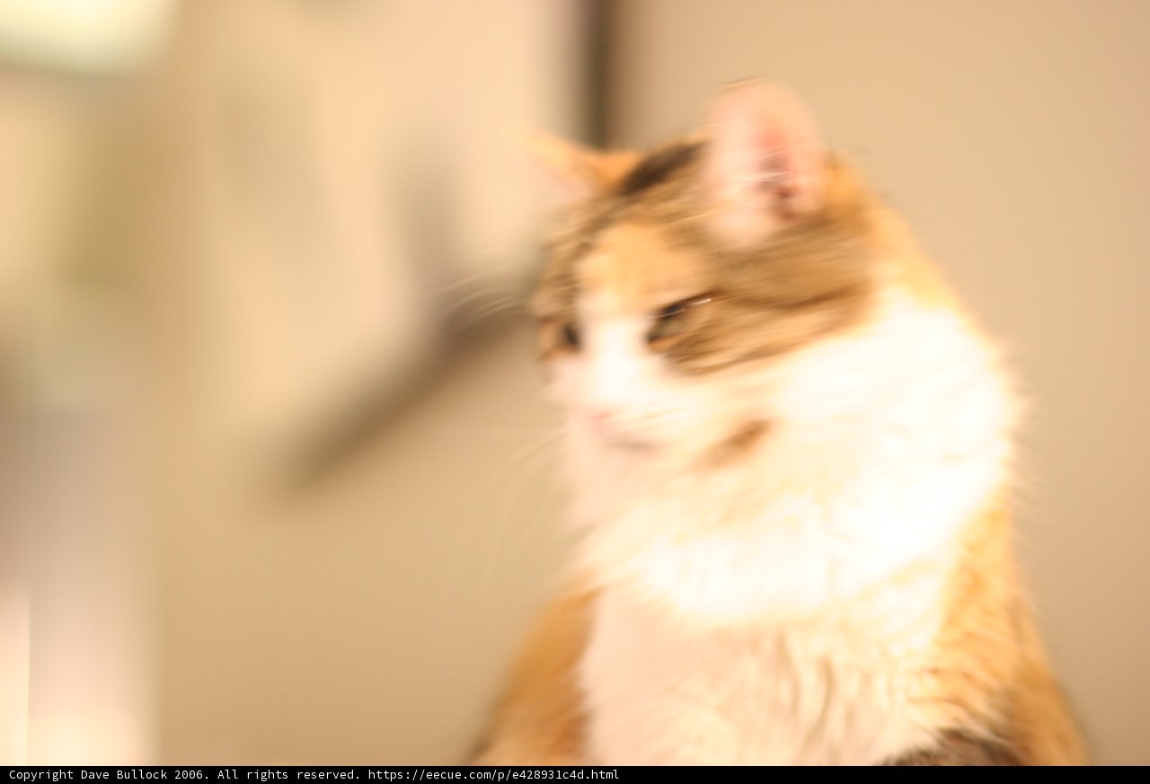 Feline Blur