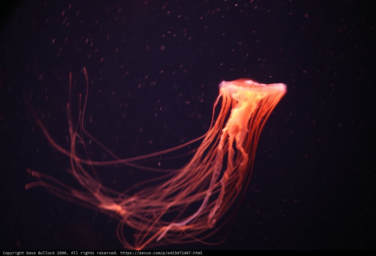 Bioluminescent Jellyfish in the Dark