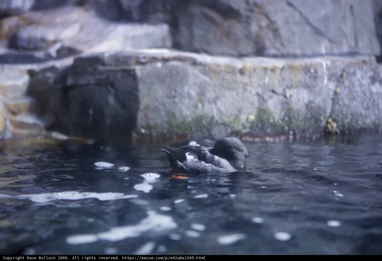 A Penguin's Playground