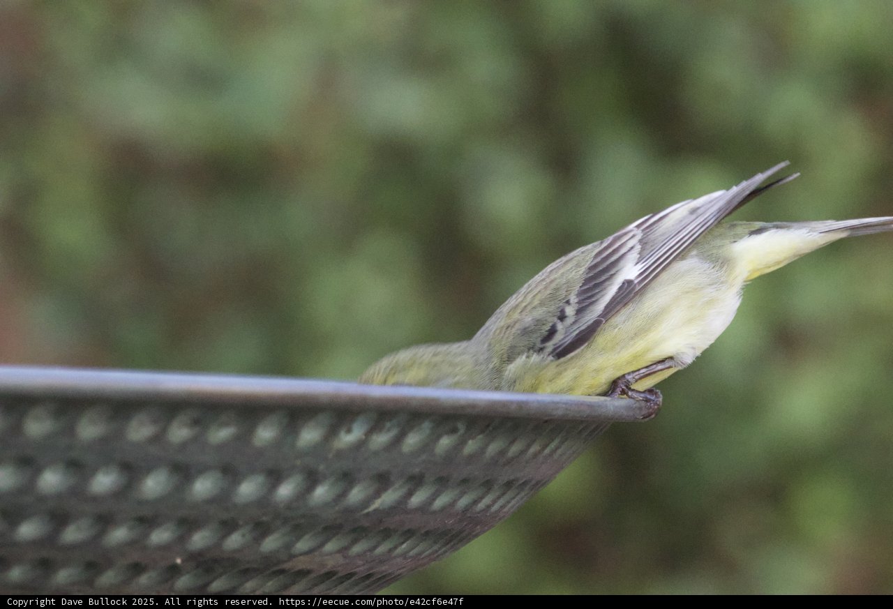 Curious Finch at the Feeder