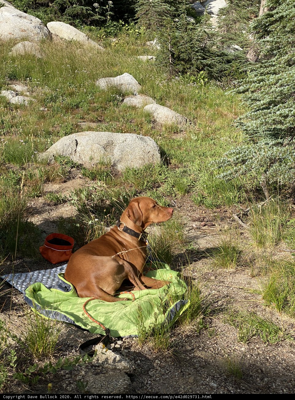 Canine amidst the Wilderness