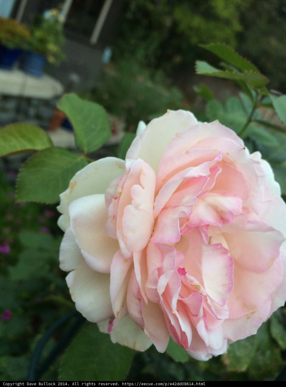 Pink Rose in Altadena Garden