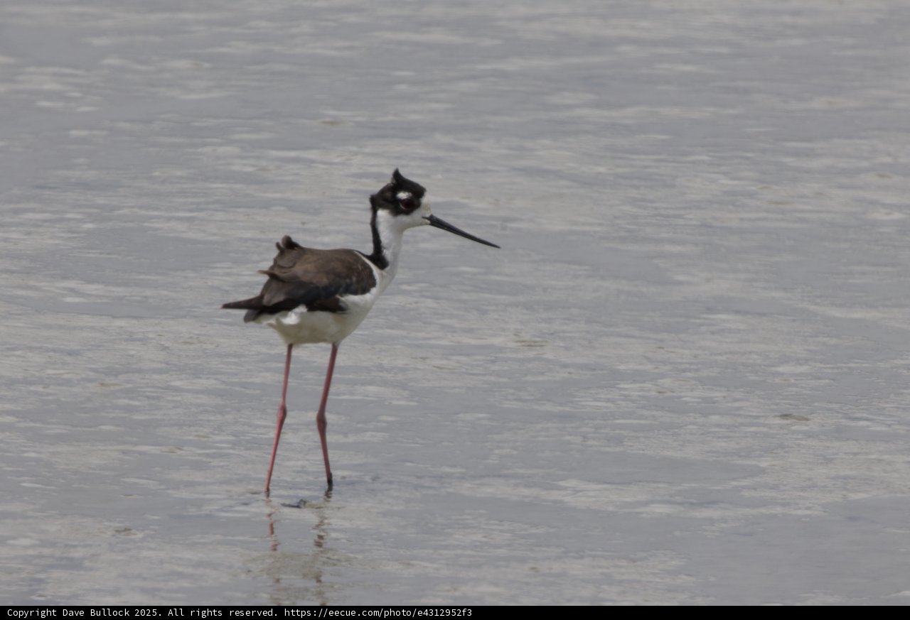 Tranquil Wader in San Pablo Bay