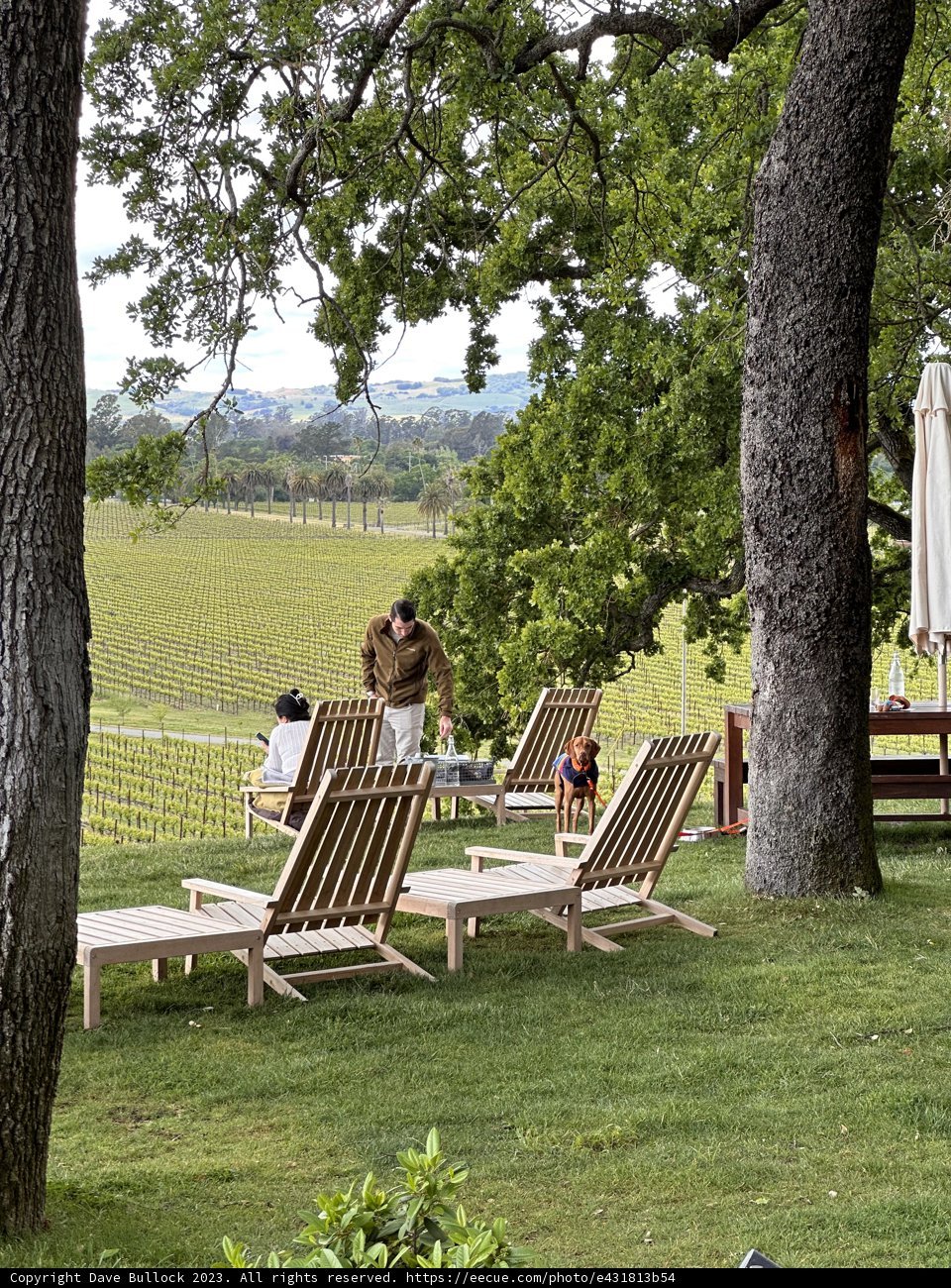 Serenity in Scribe, Sonoma