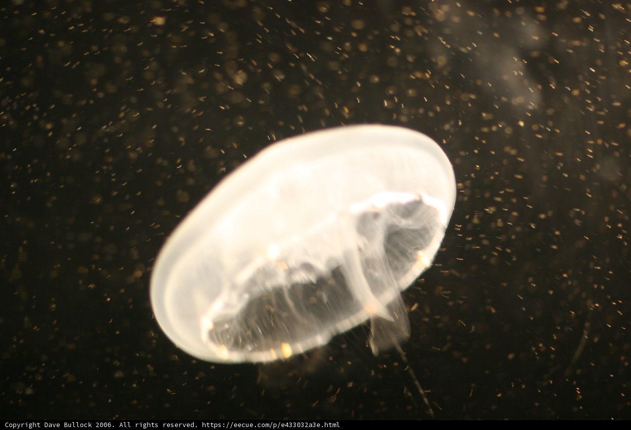 Serene Jellyfish