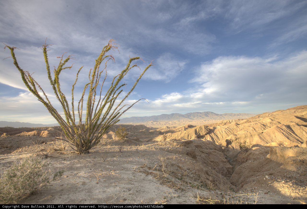 Desert Cactus with Mountain Scenery