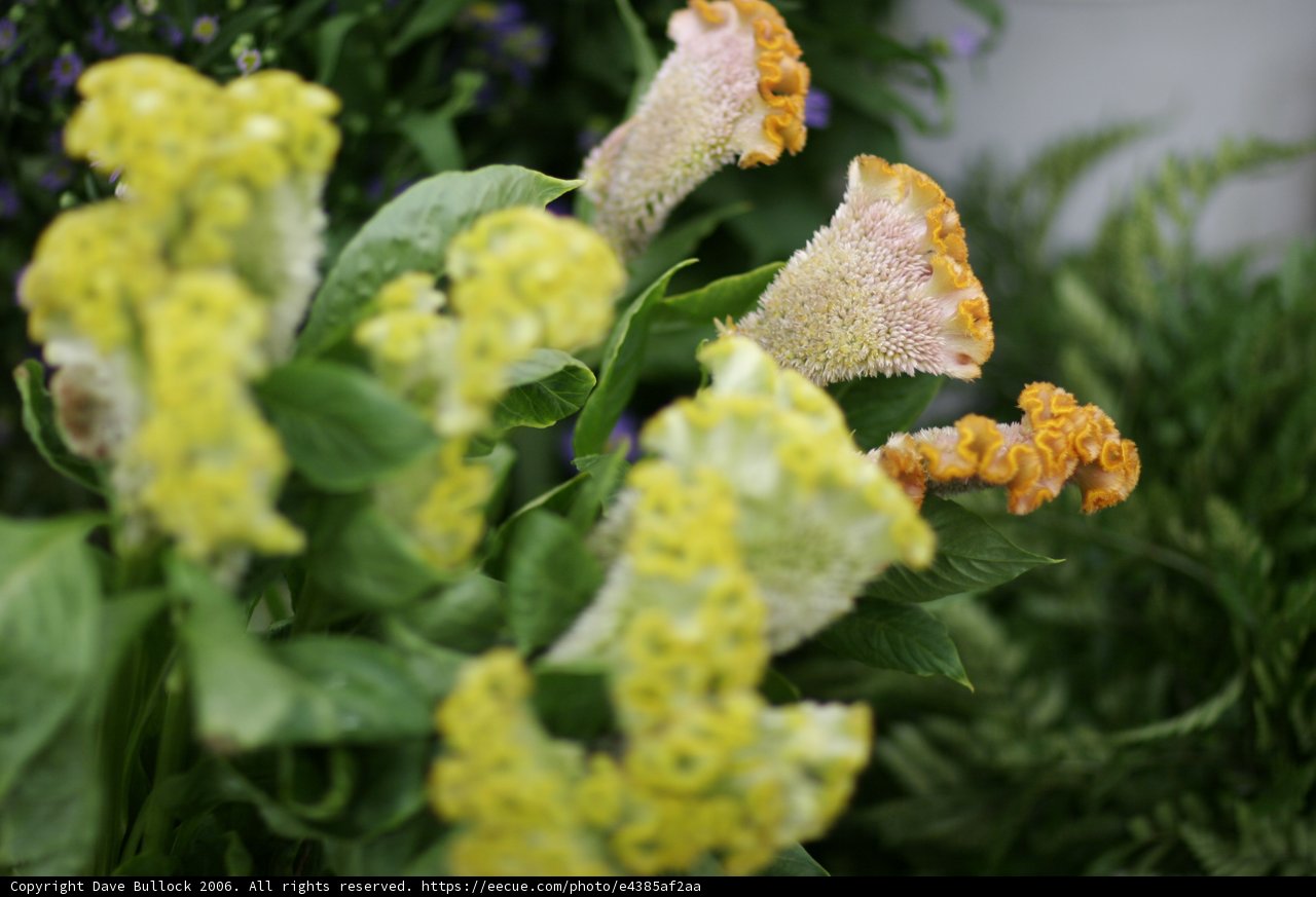 Yellow Snapdragon Flowers with Green Leaves