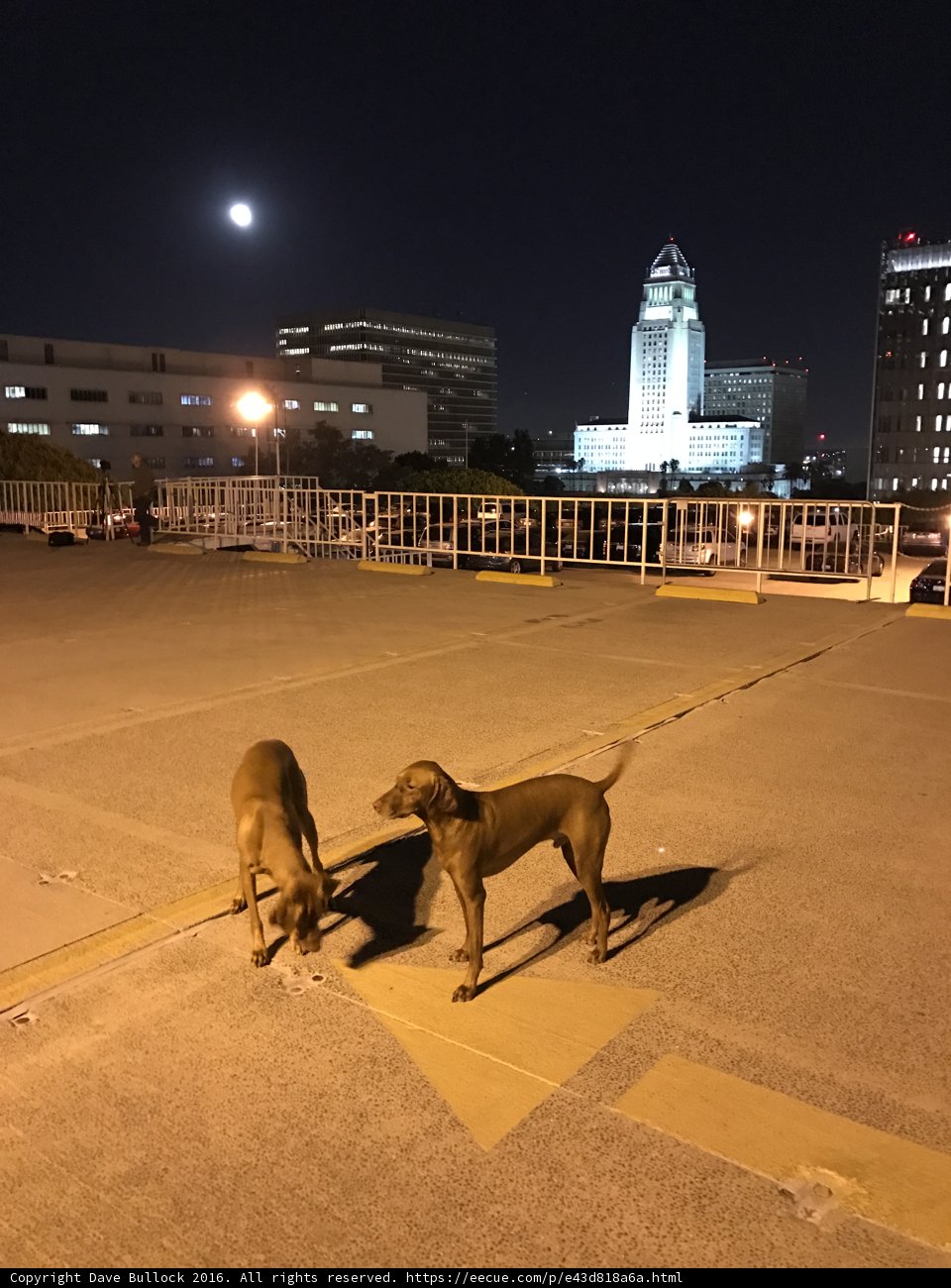 Night Playtime for Two Dogs