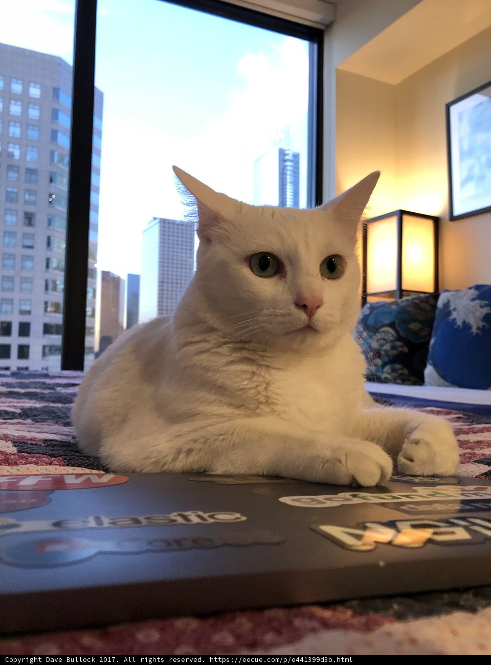 Feline Office Assistant