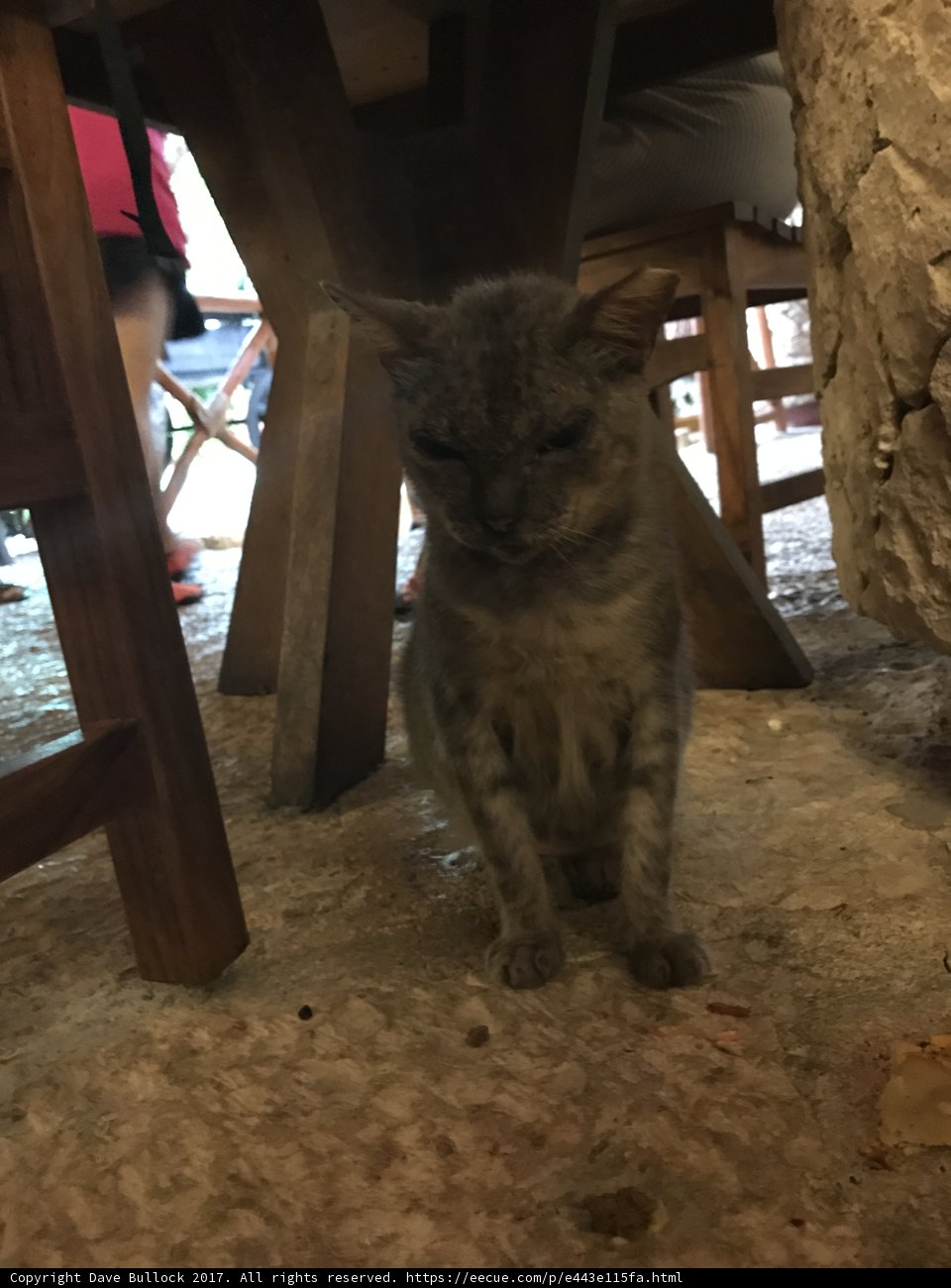 Under Table Paws