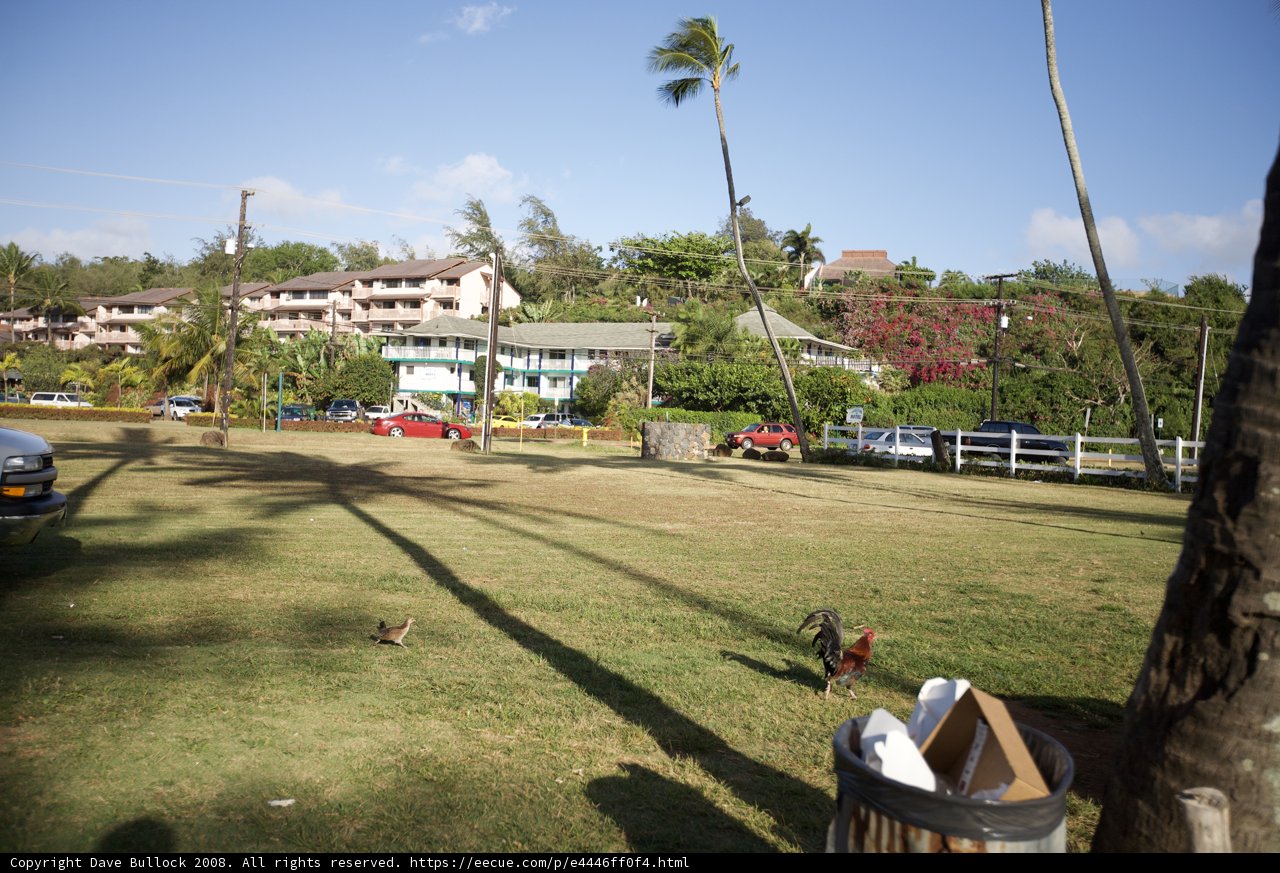 Chickens Roaming Free