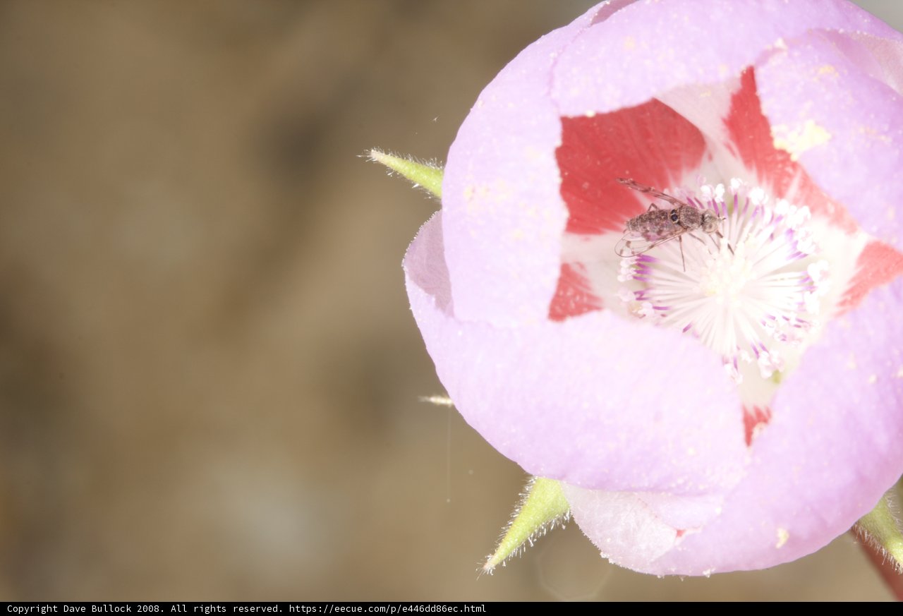 Pink Geranium Flower with a Busy Bee Inside