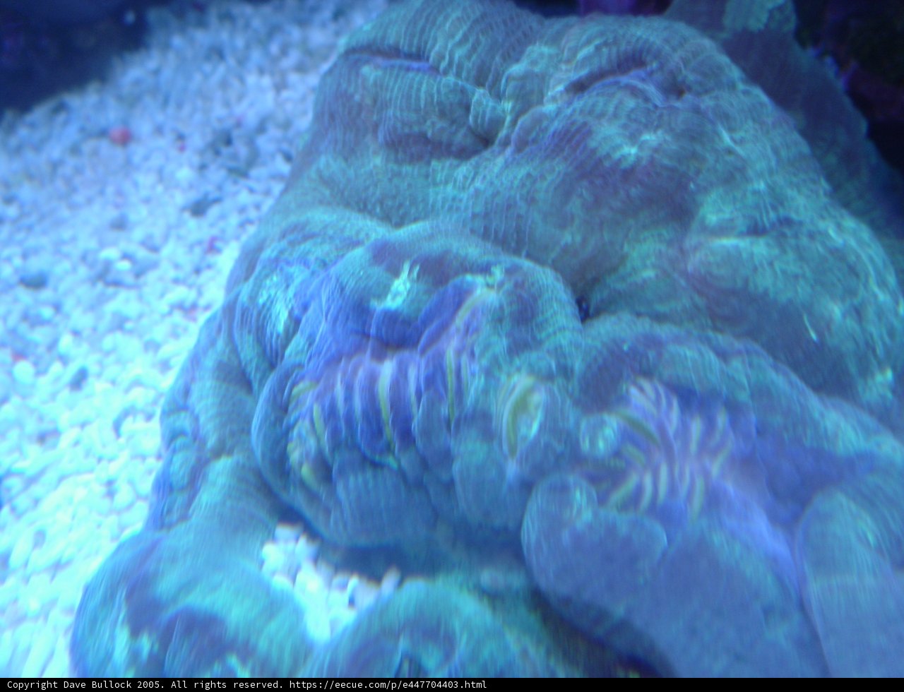 Majestic Brain Coral in its Underwater Kingdom