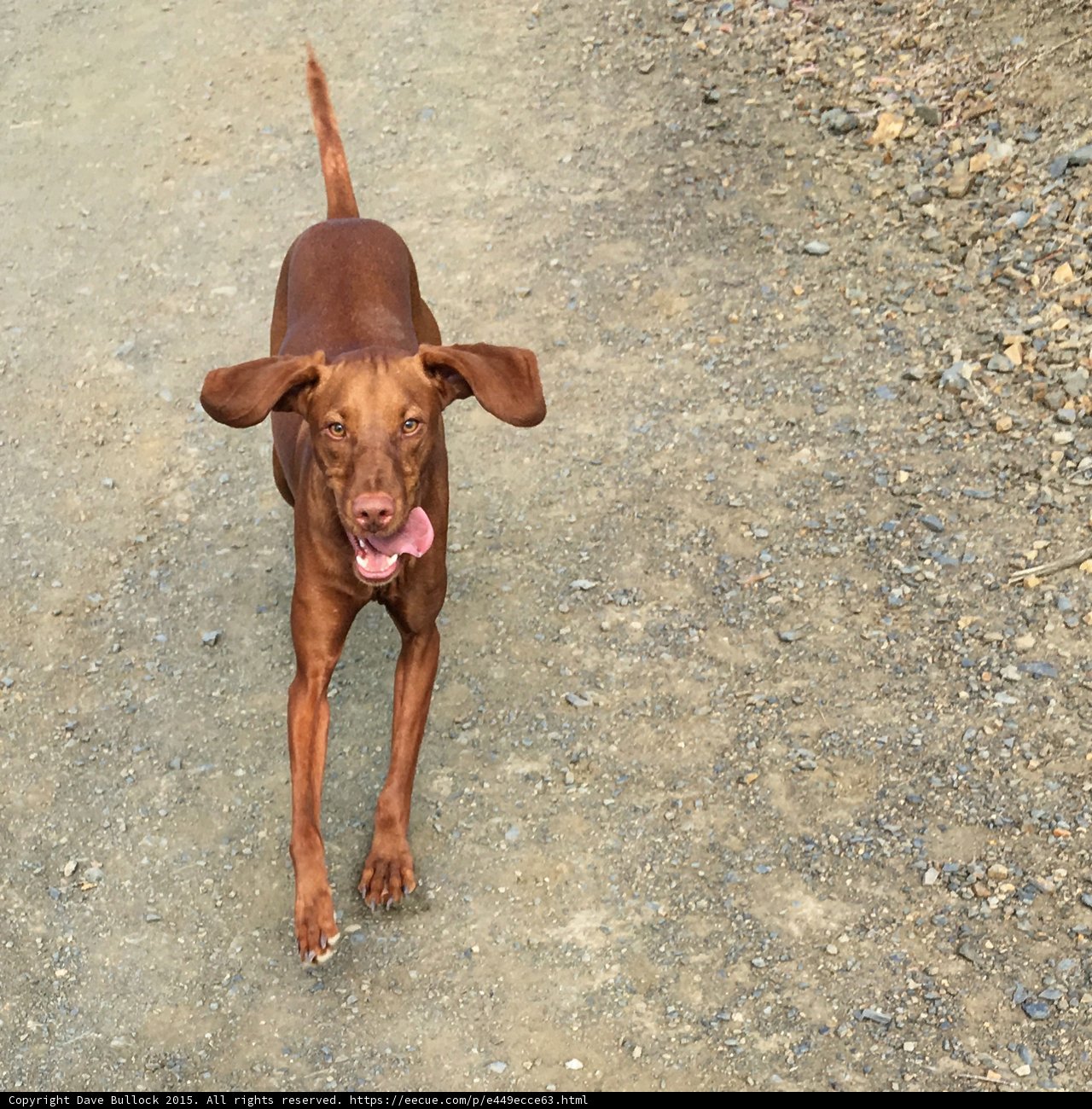 Vizsla Mountain View