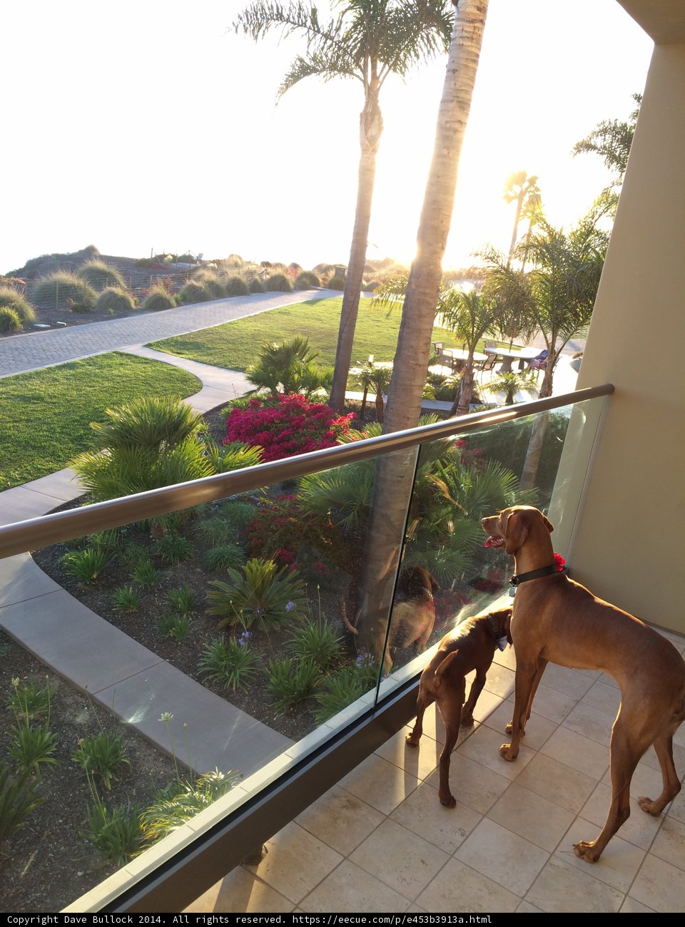 Three Dogs Enjoying Summer on a Balcony