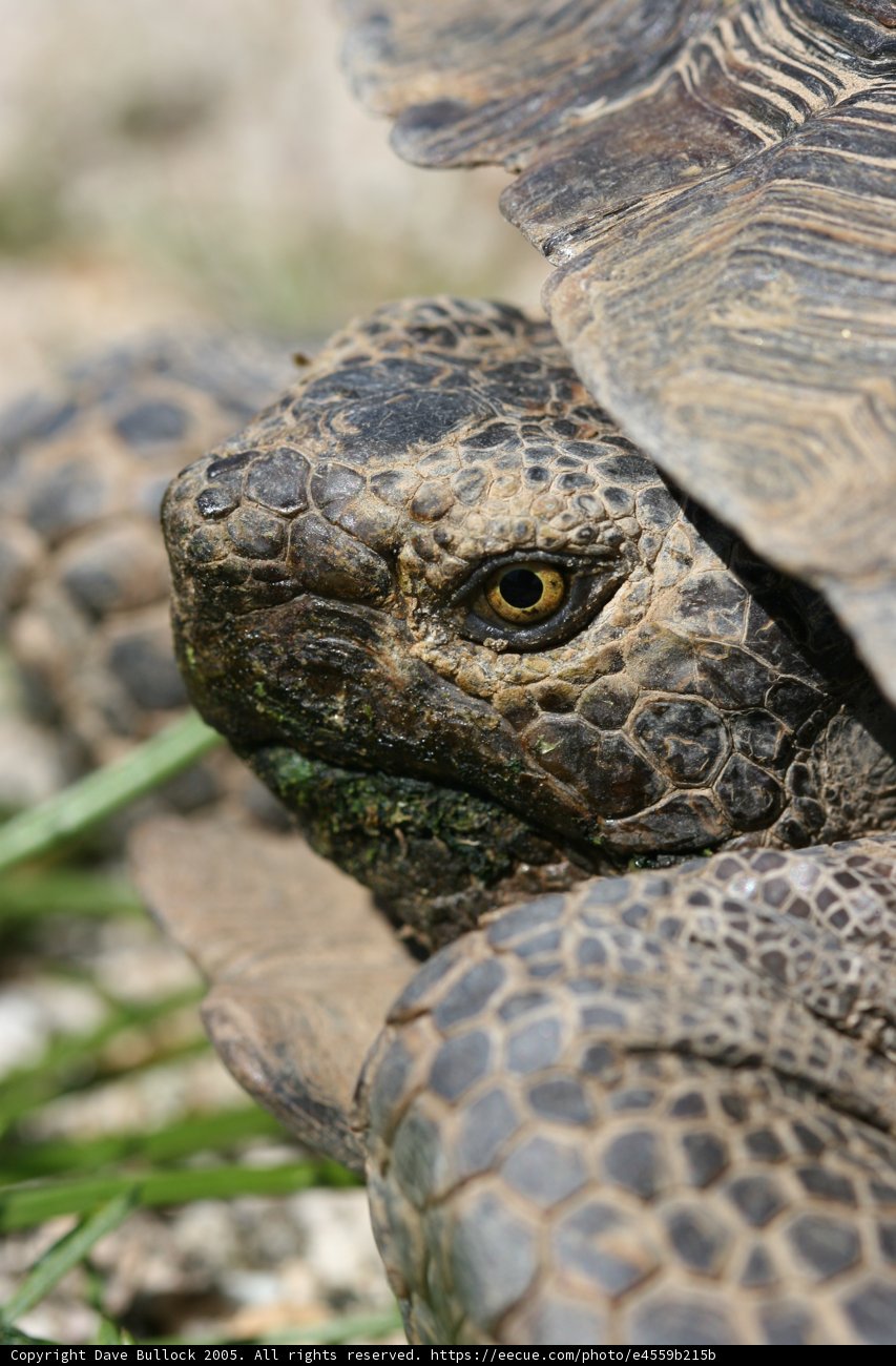 Meet the Tortoise