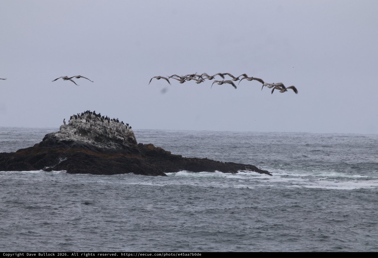 Pelicans in Flight Over Rocky Pacific Outcropping