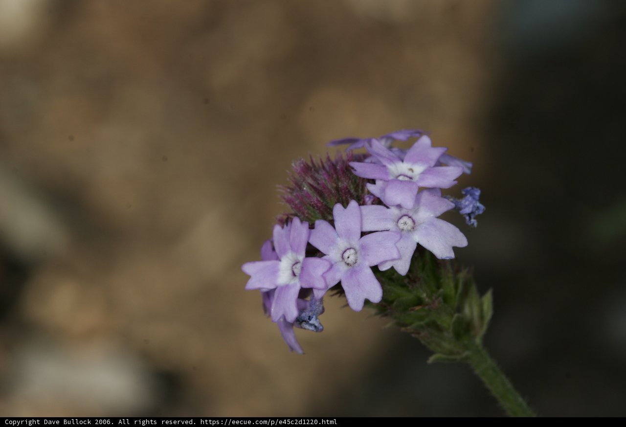 Purple Geranium