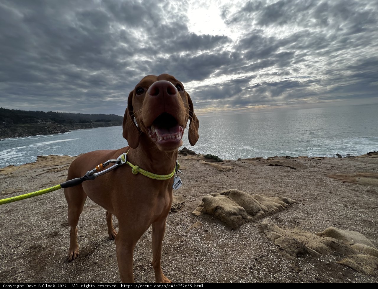 Brave Canine on the Cliff