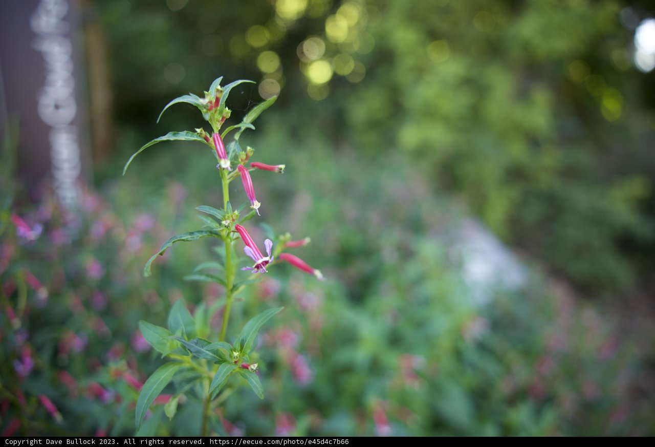 The Lone Bloom: A San Francisco Sojourn